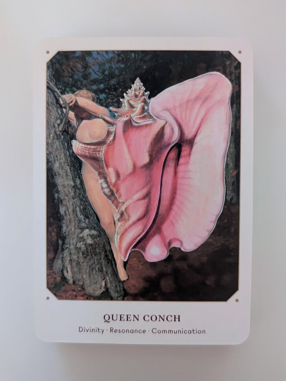 Seashell Oracle π - Picture 4 of 7